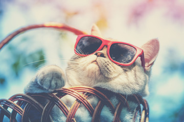 Portrait of a funny cat wearing sunglasses lying in a basket outdoors in summer. Cat enjoying...