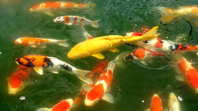 Colforfu Koi fish fighting for food in a pond. Koi fishes are colored Amur carp, usually are for decorative purpose in pond or water garden. 
