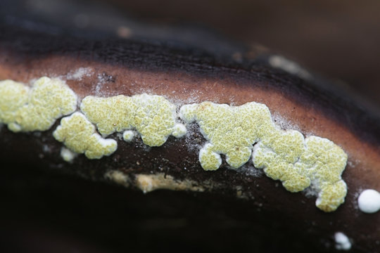 Hypocrea pulvinata, known as the Ochre cushion, growing on a host polypore known as the red belt conk, Fomitopsis pinicola