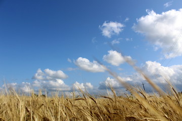 Fototapeta na wymiar Wheat field on a sunny summer day