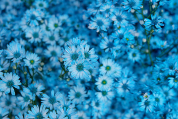 Blue flowers pattern for Background.