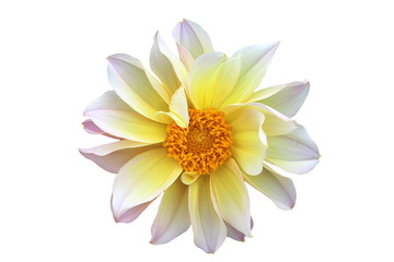 Vibrant white and yellow dahlia flower photographed close-up on a white background