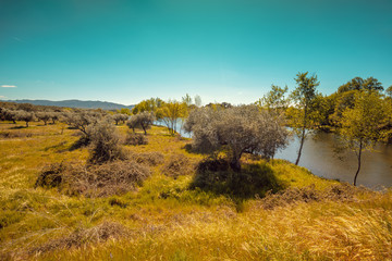 Nature landscape. Rive bank with trees. Spring nature