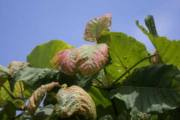 Disease Green leaf of teak tree