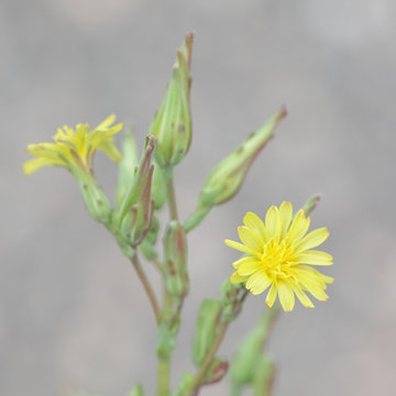 Lactuca serriola, also called prickly lettuce, milk thistle, compass plant and scarole.  Prickly lettuce is believed to be the origin of modern cultivated lettuce, Lactuca sativa