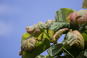 Disease Green leaf of teak tree