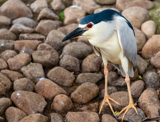 A gray-white night slug foraging by the water's edge