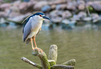 A gray-white night slug foraging by the water's edge