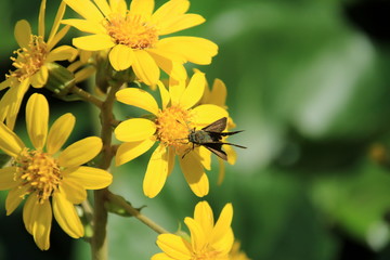 ツワブキと蜜を吸う虫