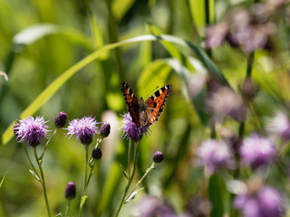 Obraz premium Painted lady butterfly | Vanessa cardui