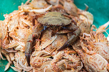 Fresh red crab in tray. Fresh blue swimming crab at seafood market
