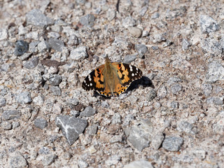 Painted lady or Vanessa cardui upperside on the ground