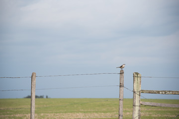 The bird that watches the gate of the farm 05