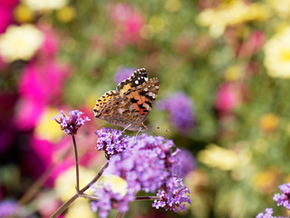 Painted lady or Vanessa cardui, beautiful orange-and-black butterfly drink nectar from flower