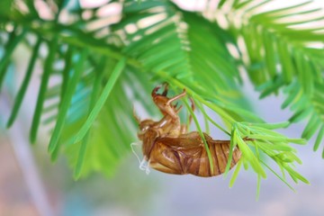 せみ　抜け殻　夏　杤木