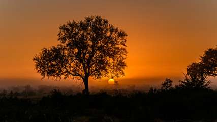 Fototapeta na wymiar The African sun rising on a very misty morning diffusing the glow of the sun over the bushveld in the Kruger National Park