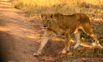 African Lioness warily crossing the road in the early morning light