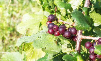 Ripe currant bush