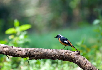 Black-yellow bird