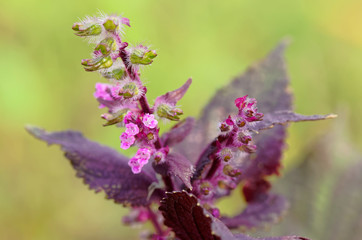 シソの花
