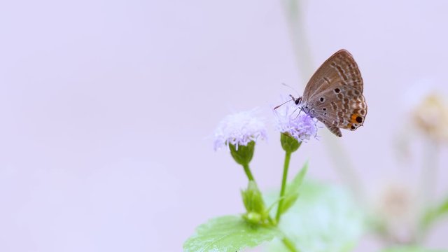 Butterfly feeding on flower.
