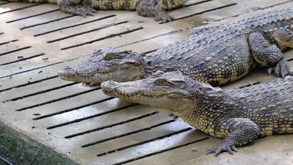 Zoom in crocodile breathing in the zoo