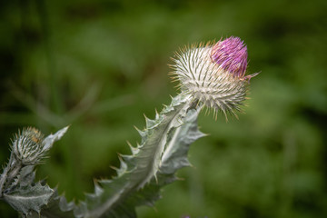 A close up of a single thistle plant head  just starting to bloom and with copy space around. It is set against a natural out of focus green background