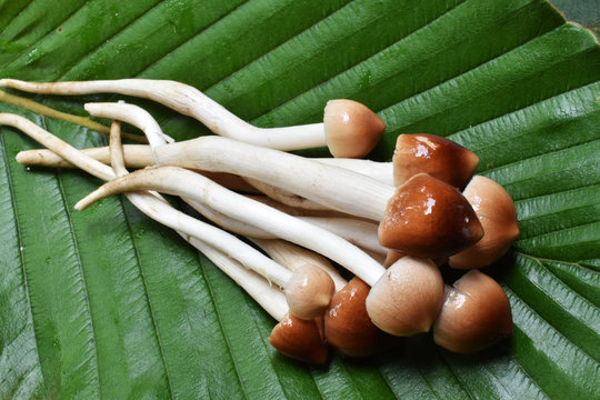 Termitomyces fuliginosus Heim