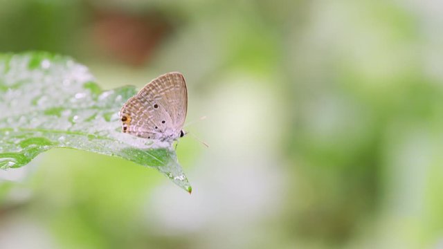 Butterfly feeding on green leaf.