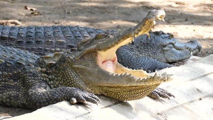 Zoom in crocodile breathing in the zoo