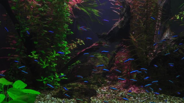 Paracheirodon axelrodi Swim in the Aquarium with Highlighting Algae