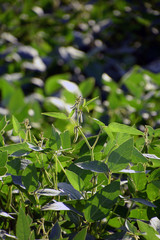 soya bean or glycine max field with green soybean pods soy plantation background, soya bean pods on plant in bavaria