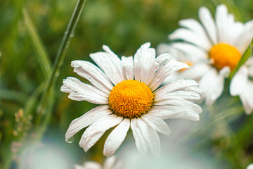 Fototapeta premium daisy Flower in the grass