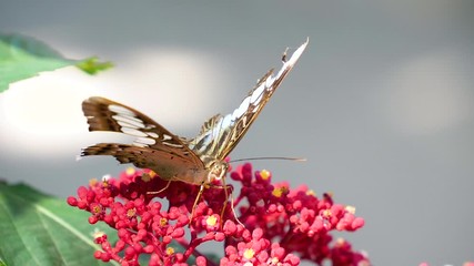 Slow motion of butterfly flying over flower with green plant background in the garden (High Speed Video)