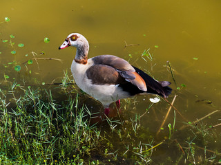 Florida Duck Brown White and Tan
