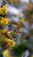 Soft focus of beautiful spring flowers Berberis thunbergii Atropurpurea blossom. Macro of tiny yellow flowers of barberry on background of elegant bokeh purple foliage. Nature concept for design.