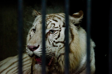 伊豆アニマルキングダムのホワイトタイガー