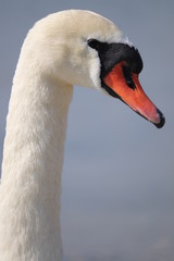 schwan 