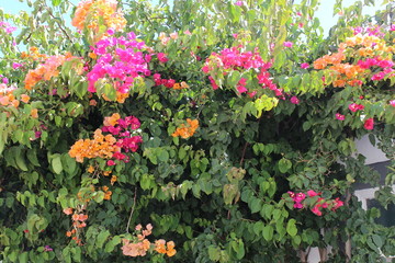 Fototapeta na wymiar Magnifique arbuste bégonia aux couleurs multiples 
