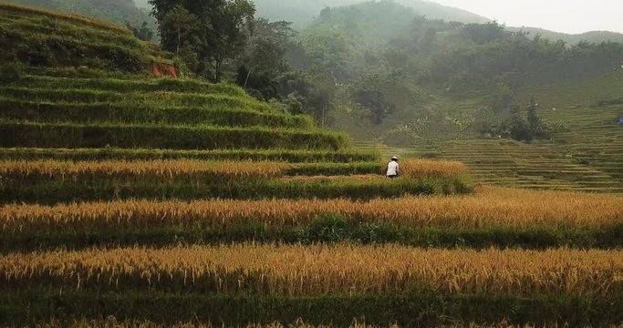 drone orbiting around terraced mountain with man harvesting rice. unrecognizable farmer on Sapa terraces Vietnam