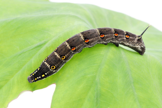 セスジスズメガ の画像 16 件の Stock 写真 ベクターおよびビデオ Adobe Stock