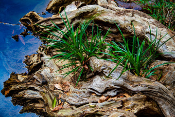 beautiful tree roots in water with sprouted grass