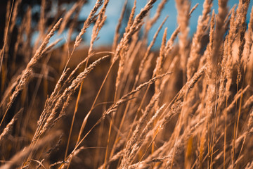 Obraz premium A field of yellow dry grass against a blue sky. Ripe Golden wheat and spikelets close-up. Beautiful scenery.