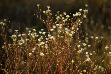 Chamomile pharmacy in the rays of the sunset in the autumn close-up. Chamomile field in Golden sunlight.