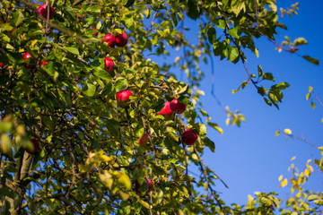 Ripe red apples on a green tree branch against a blue sky. Ripe delicious apples hang on the Apple tree.