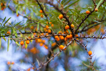 Ripe orange sea buckthorn on a green tree branch on a Sunny day. Sea buckthorn grows close-up on a branch.