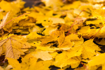 Lots of yellow autumn maple leaves on the ground close up on a Sunny day. leaf fall. Dry leaves underfoot.