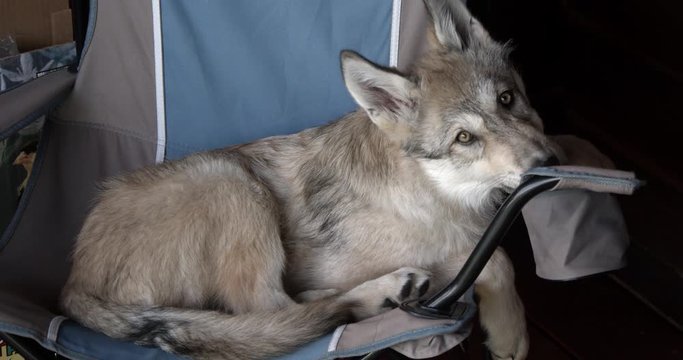 Young Timber Wolf relaxing on a camping chair.