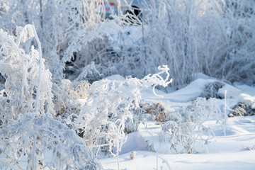 frosted trees and grass and heavy snow in winter park as in fairy tales