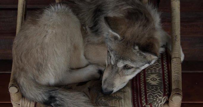 The adventures of a baby Timber Wolf named Koa.